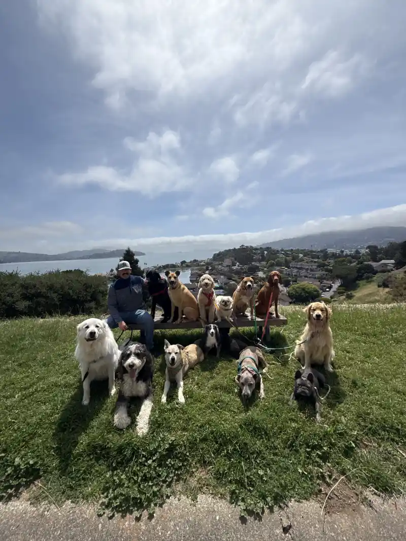 A group of friendly dogs gathered together on a sunny Marin hillside overlooking the bay