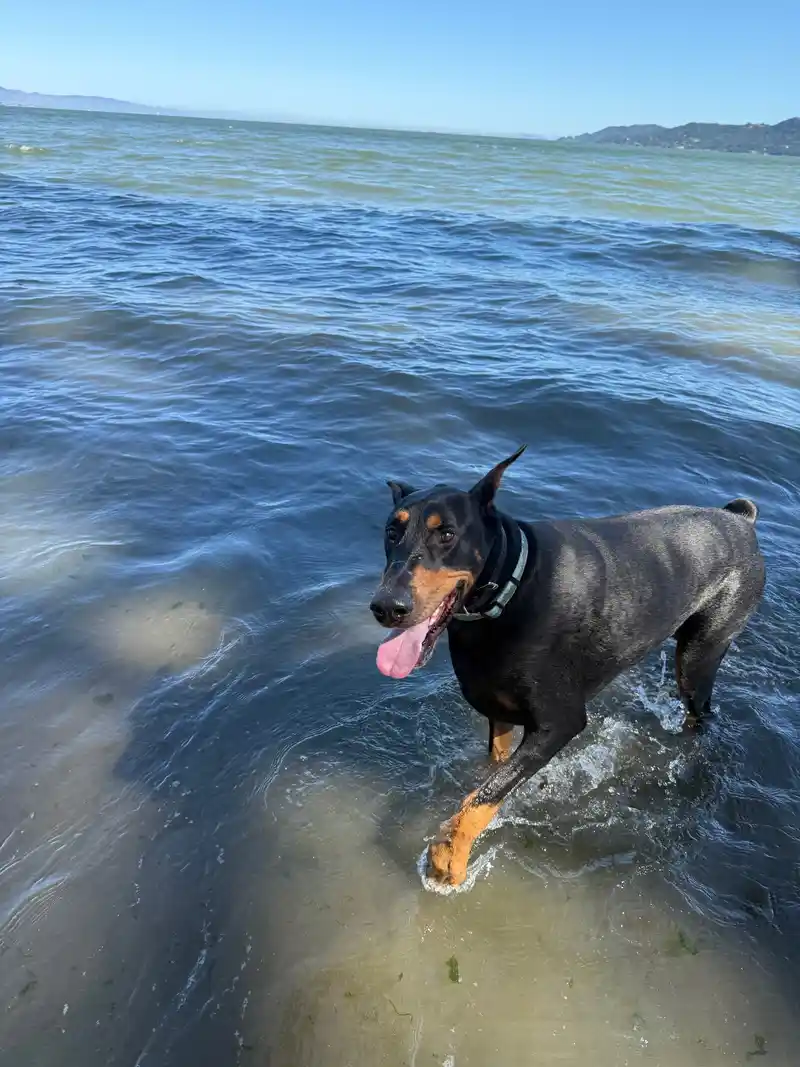 A happy Doberman wading and splashing in the refreshing Marin bay water