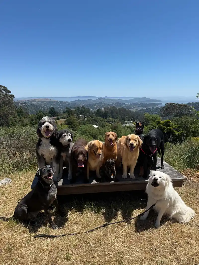 A large pack of dogs sitting happily together on a platform with panoramic Marin views