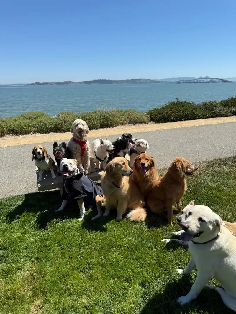 A big group of dogs sitting nicely together along the bay trail on a clear sunny day