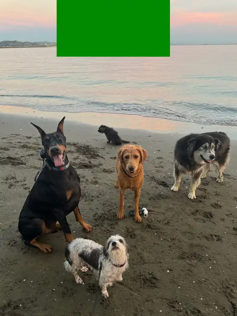 Dogs enjoying the wet sand and gentle waves at the beach during a pastel sunset