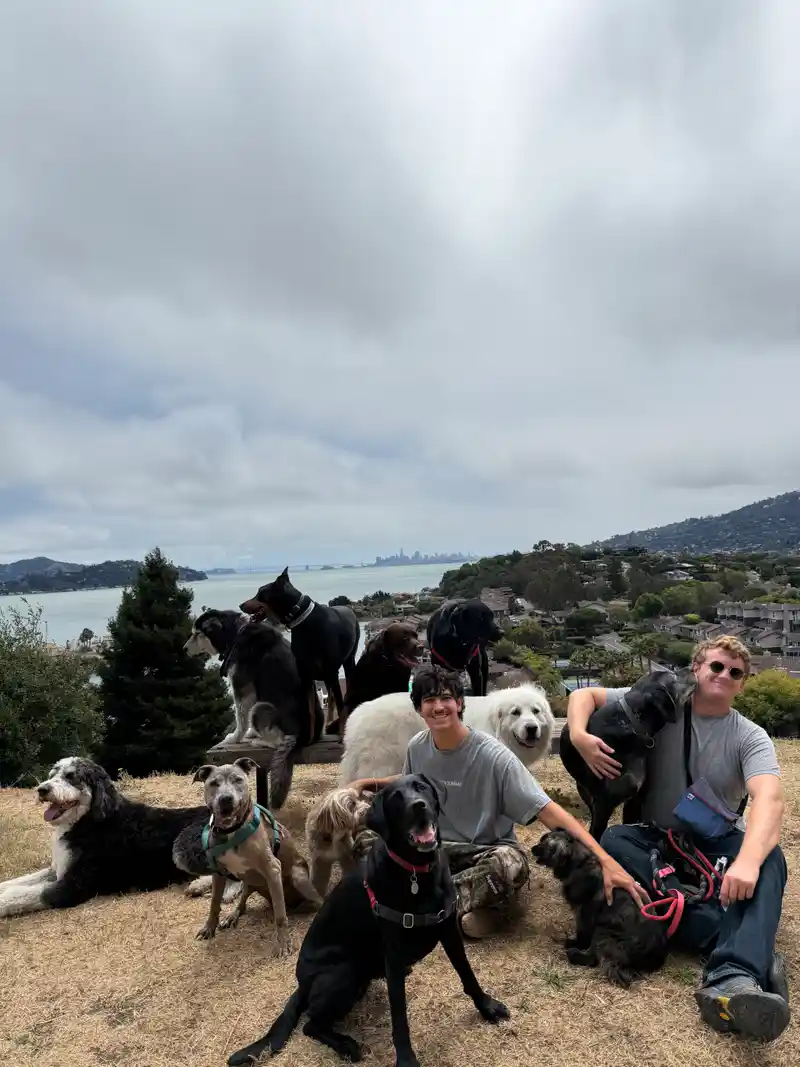 Julian and team relaxing with a large pack of dogs on a scenic Marin hillside overlooking the bay and skyline