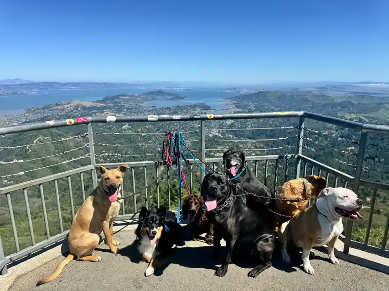 Dogs gathered at a high-elevation summit overlook with panoramic views of Marin and the Bay