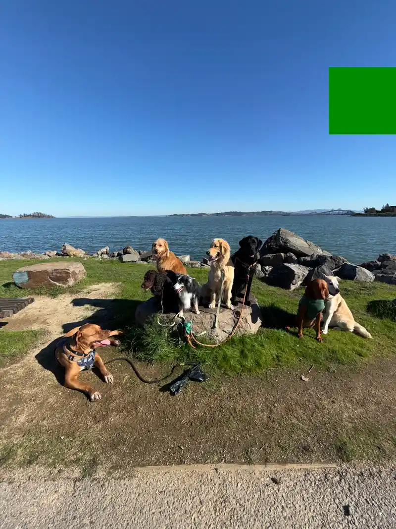 Dogs relaxing together on shoreline rocks with the bridge and open water behind them