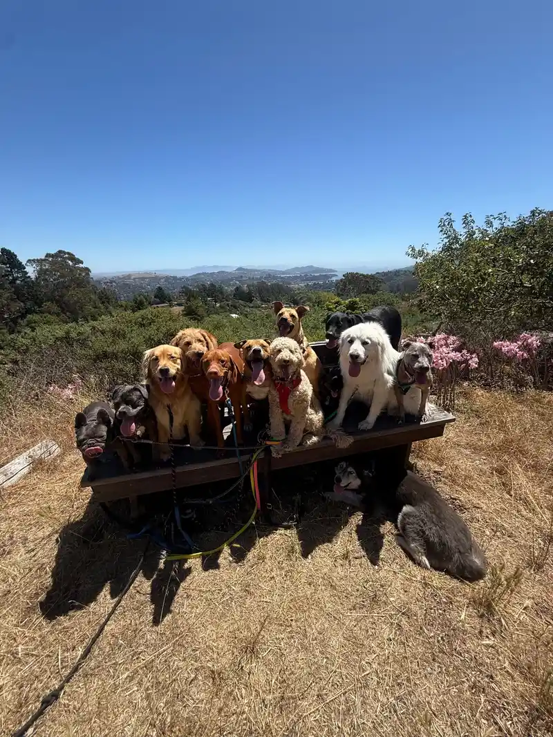 A large smiling group of dogs packed together on a wooden platform surrounded by summer flowers with panoramic views