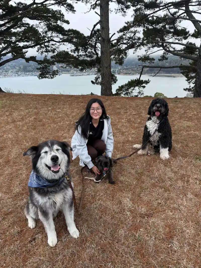 Happy dogs and caregiver relaxing on a scenic Marin County hillside overlooking the water