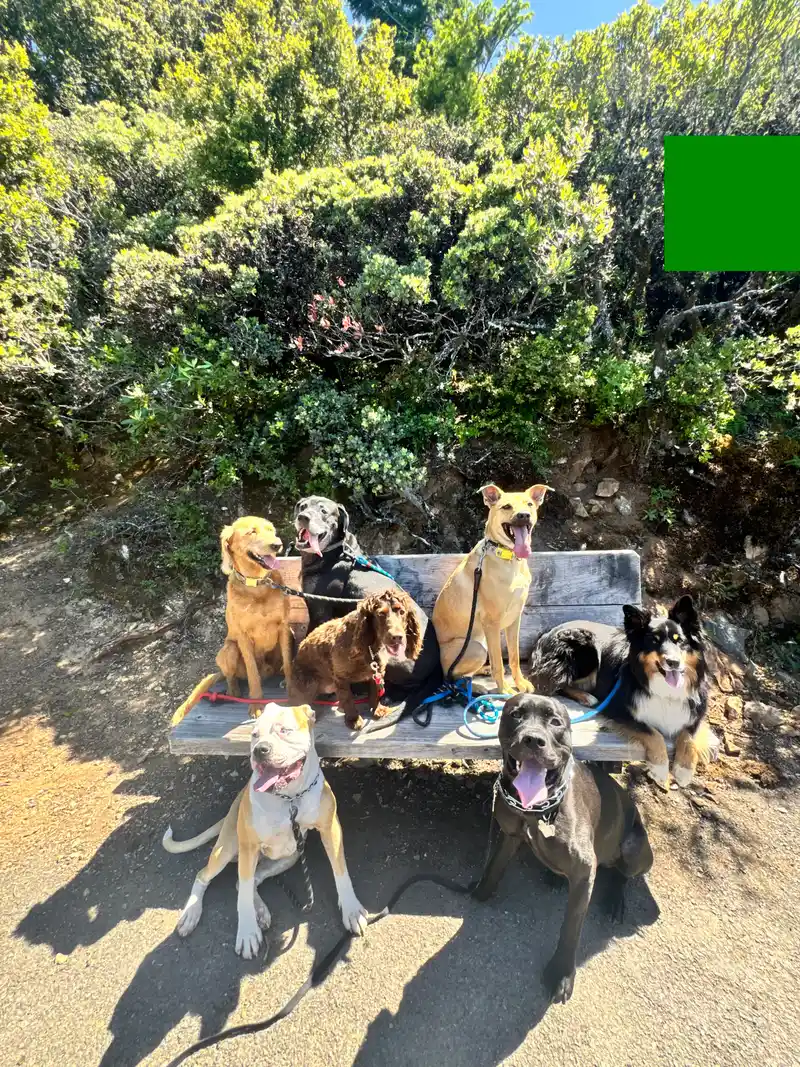 A group of smiling dogs gathered together on a sunny trail park bench surrounded by lush greenery