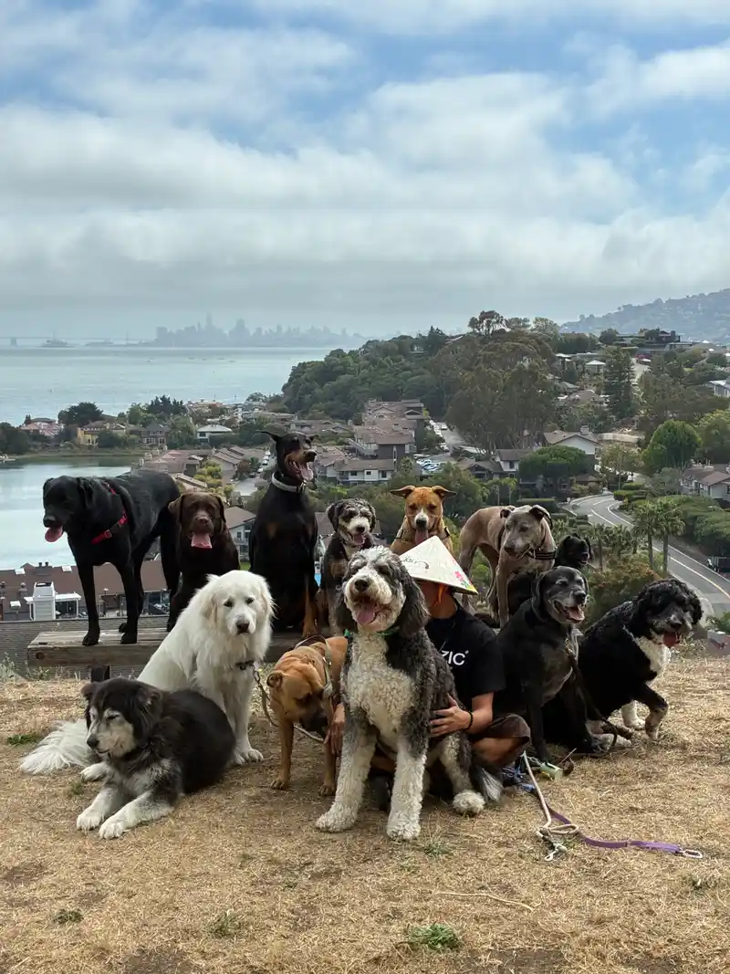 A large pack of dogs posed together with Julian on a hilltop overlooking the bay and skyline