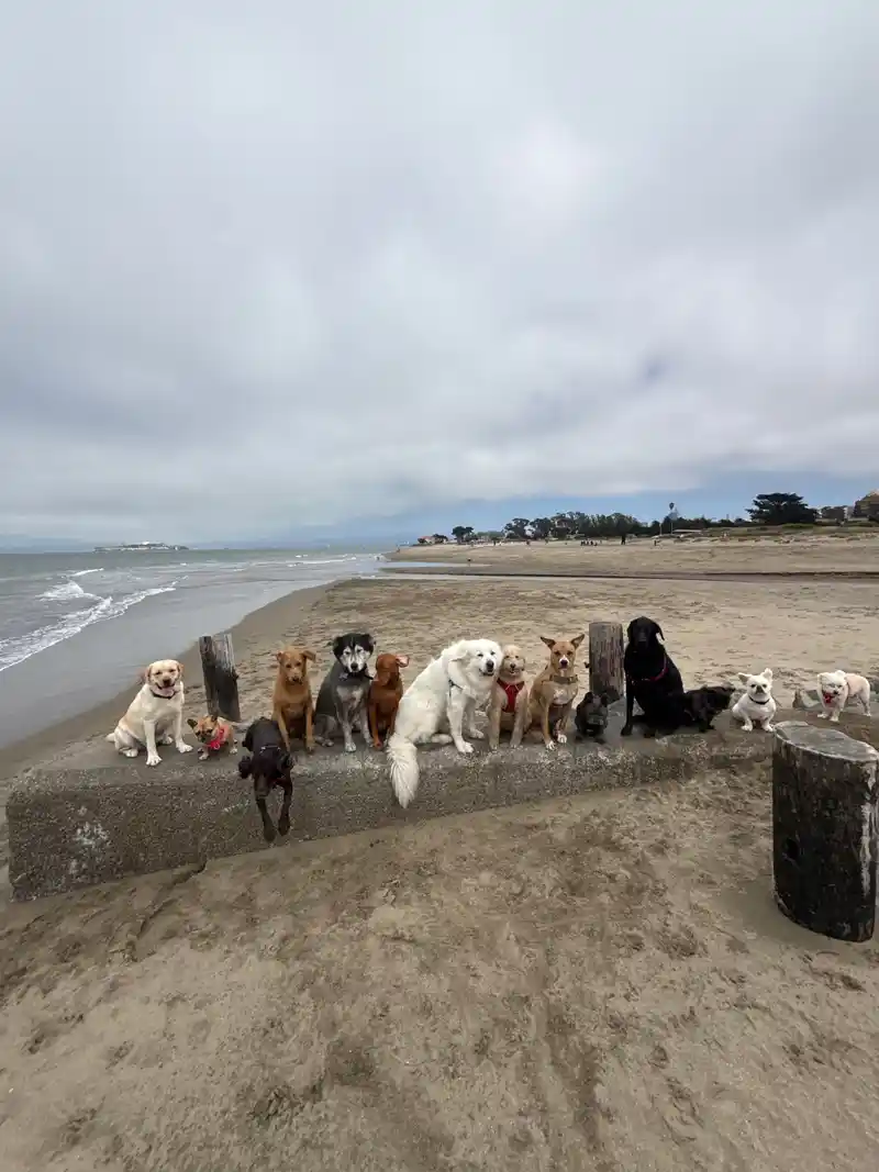 A diverse pack of dogs sitting patiently in a long row along a beach seawall on a sandy shore