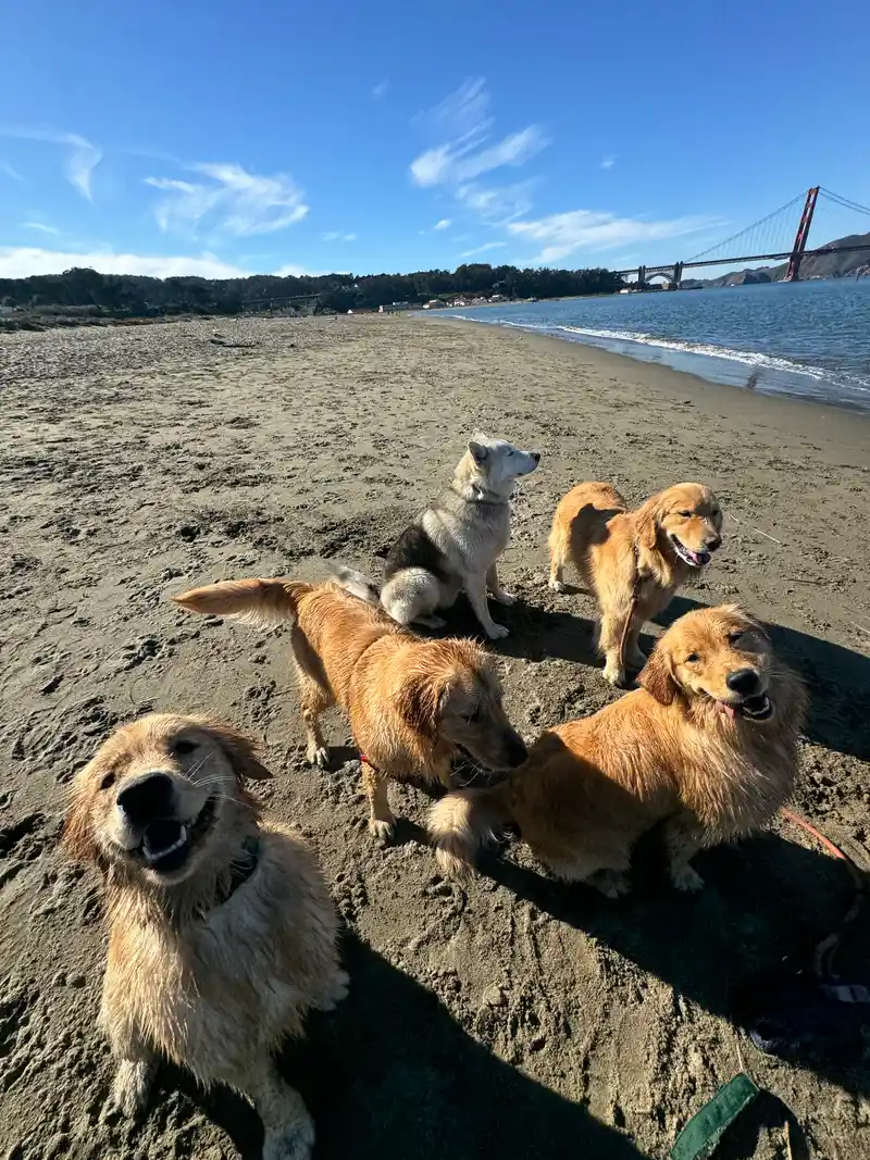 Dogs enjoying a sunny beach day with the Golden Gate Bridge in the background