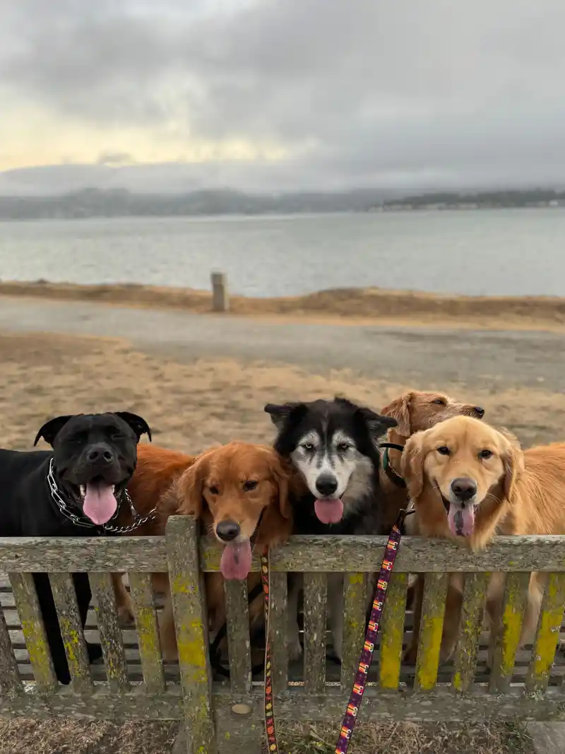 A calm pack of dogs resting together at a bench by the water during a boarding stay