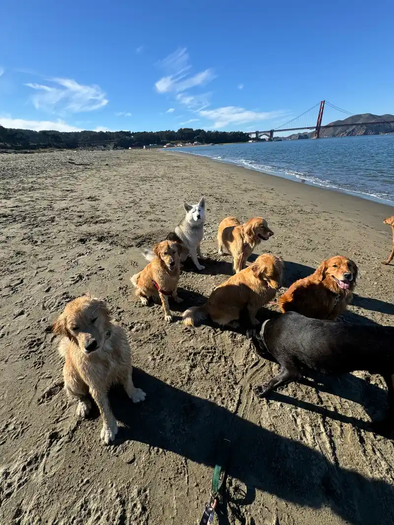 Dogs sitting happily in the sand on a sunny beach day with the Golden Gate Bridge in the background