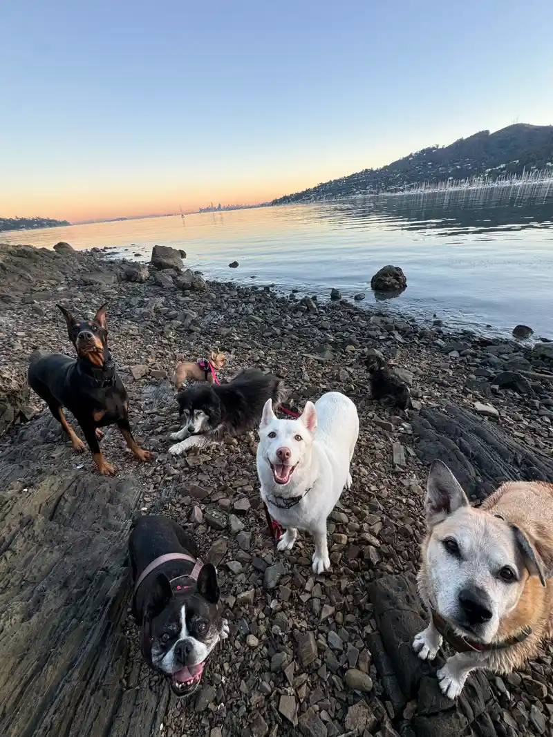 A diverse pack of happy dogs gathered on the rocky Marin shoreline at sunset