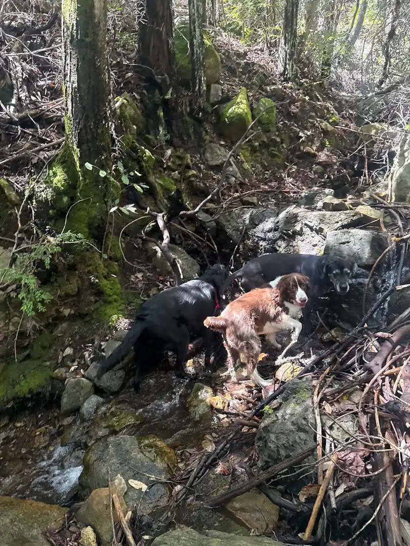 Dogs exploring a shaded forest creek bed with mossy trees and trickling water in Marin
