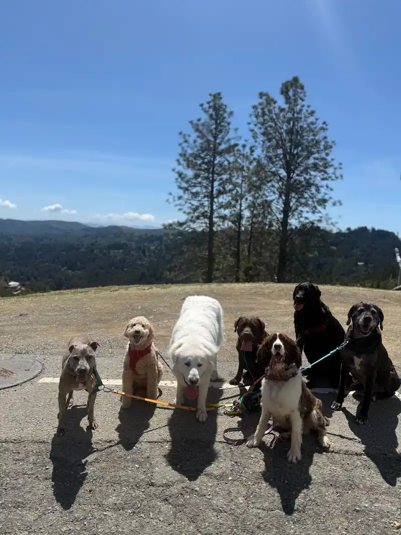 Dogs lined up side by side on a scenic mountain overlook in Marin County on a sunny day