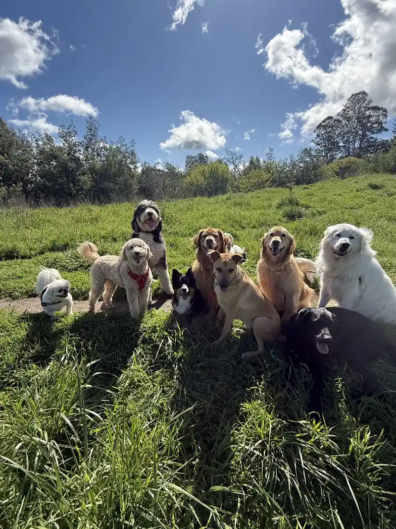 A happy pack of dogs enjoying a sunny walk together along a Marin County trail