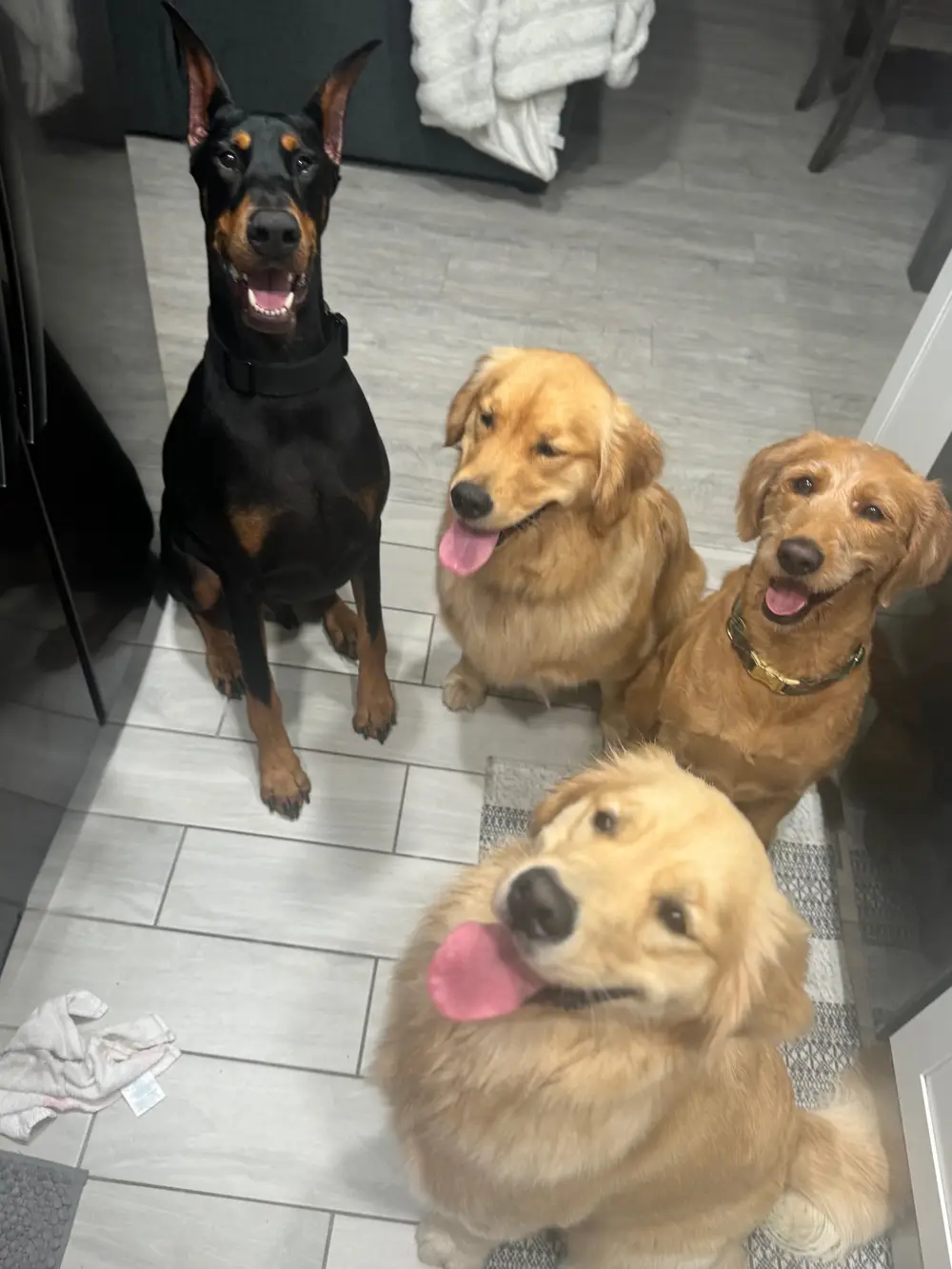 Dogs in ties posing attentively and having fun together on the couch