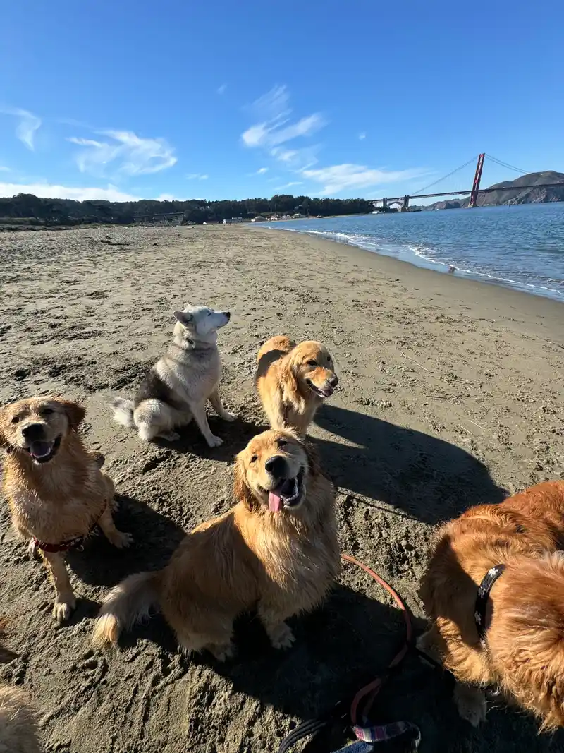 Smiling golden retrievers and friends enjoying the sand at the beach
