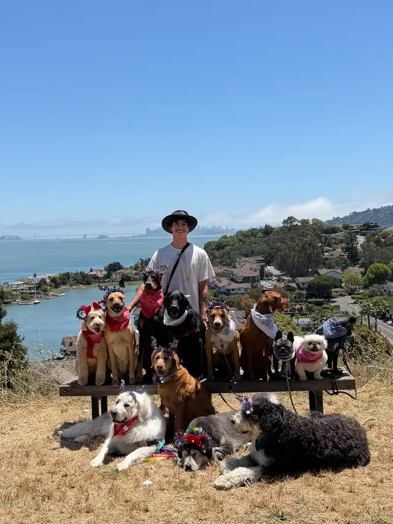 A dog playing and splashing in the water along the Marin bay shoreline