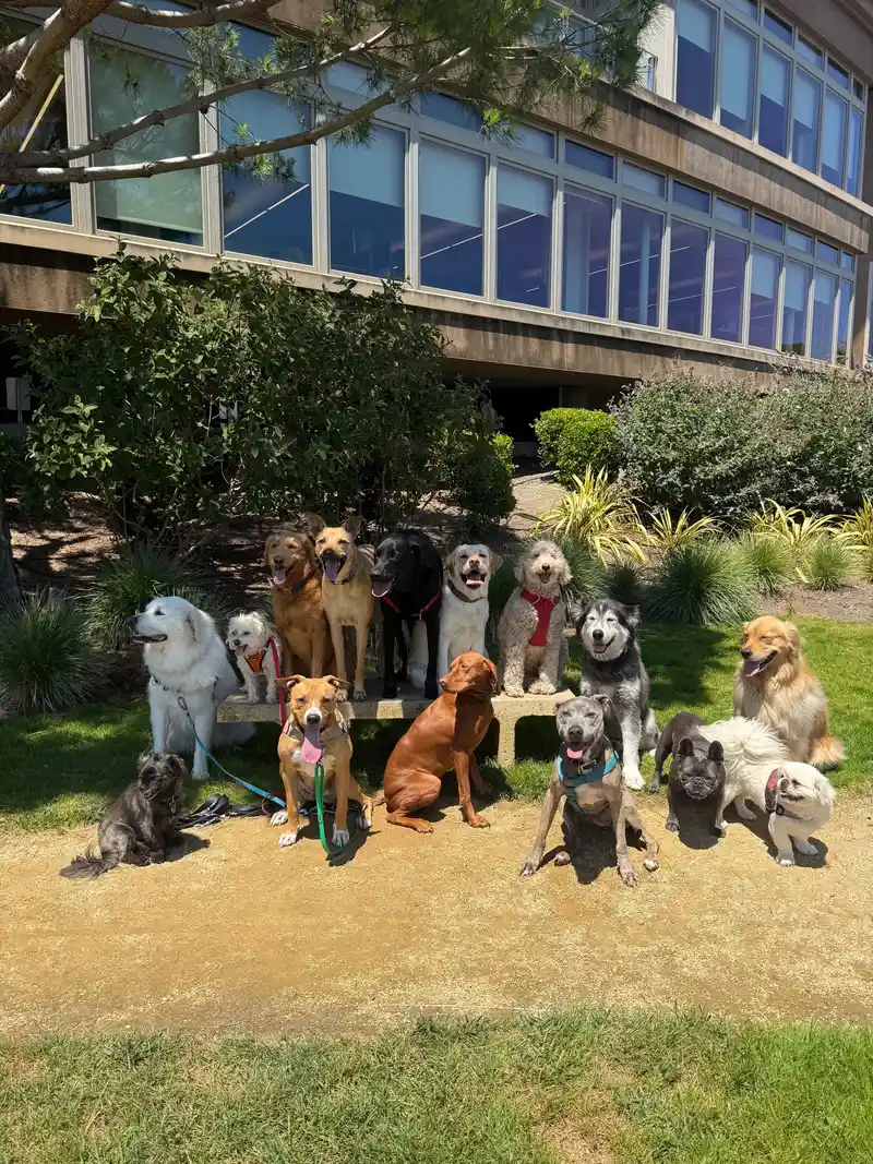 A colorful group of dogs posed together on a park bench on a sunny day in Marin