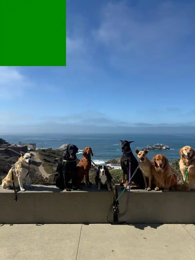 A line of dogs sitting nicely along a coastal ledge overlooking the Pacific ocean and rocky cliffs