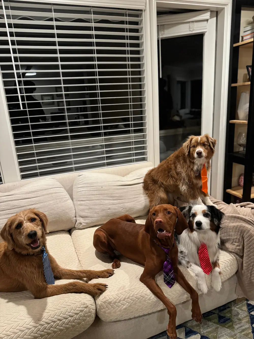 Group of golden retrievers sitting happily together on a green Marin hill at sunset