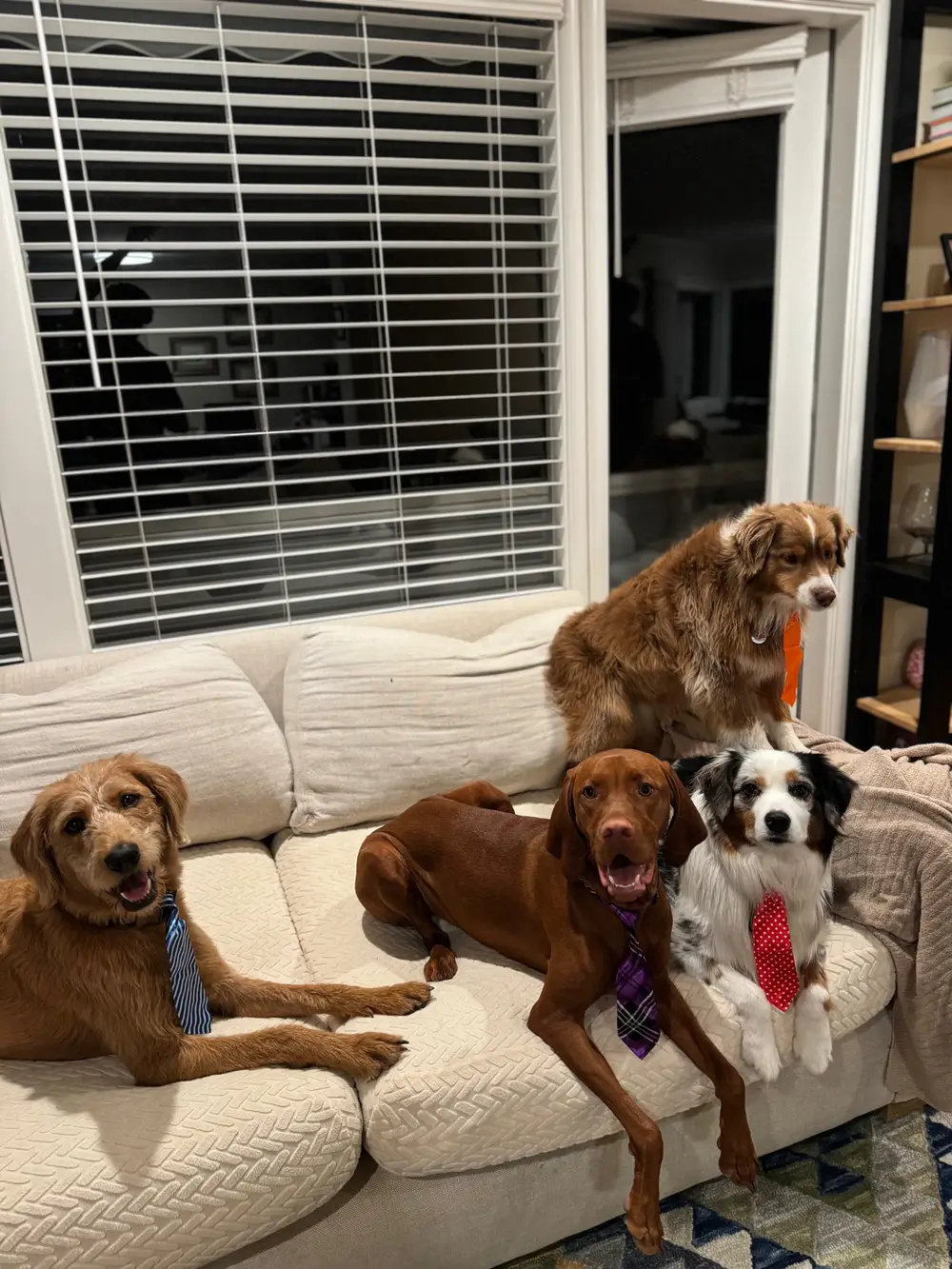 Four dressed-up dogs wearing ties posing together comfortably on a white living room couch
