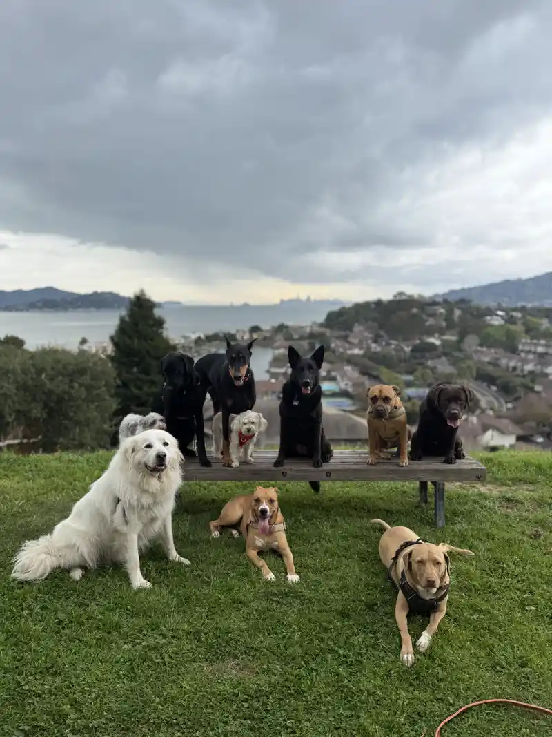 Dogs gathered on a hill overlooking the bay during a training and socialization outing