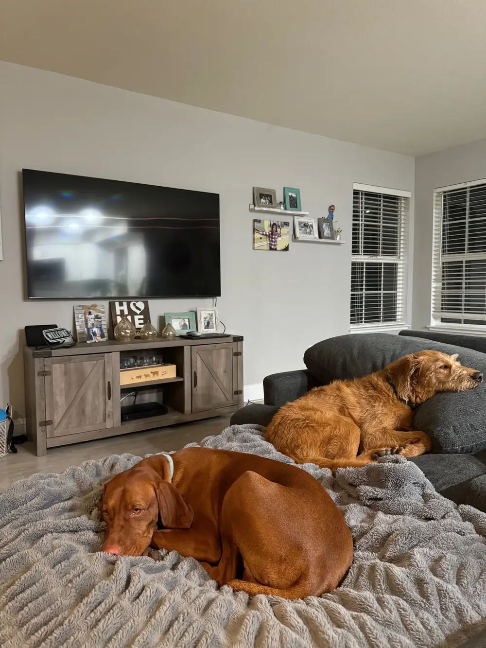 Two comfortable dogs resting cozily on blankets and couch cushions in the living room