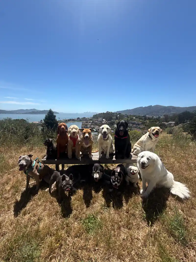 A big pack of happy dogs posed together on a wooden bench on a scenic Marin hilltop overlooking the bay