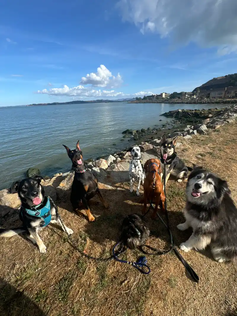 A happy dog out on a walk along the Marin bay shoreline with a caregiver