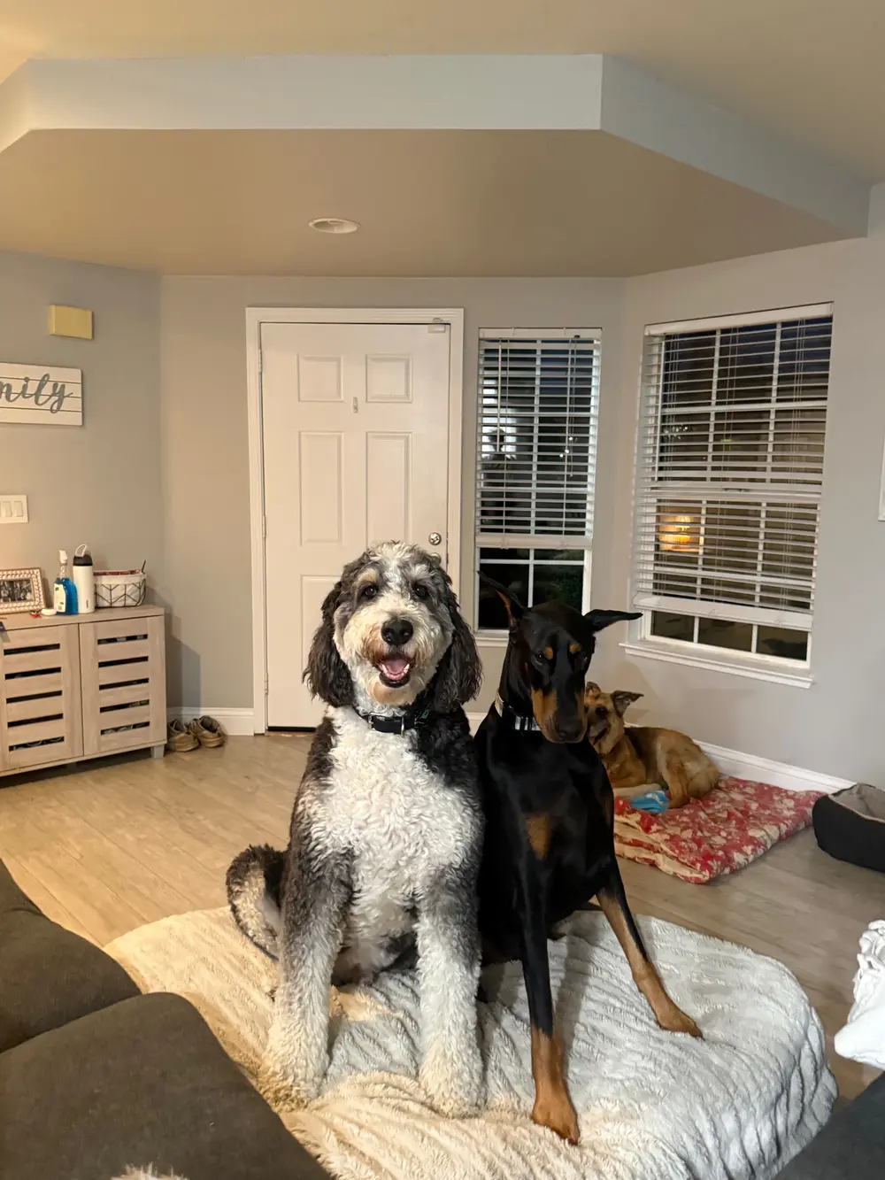A smiling doodle and Doberman sitting attentively side by side on a cozy dog bed