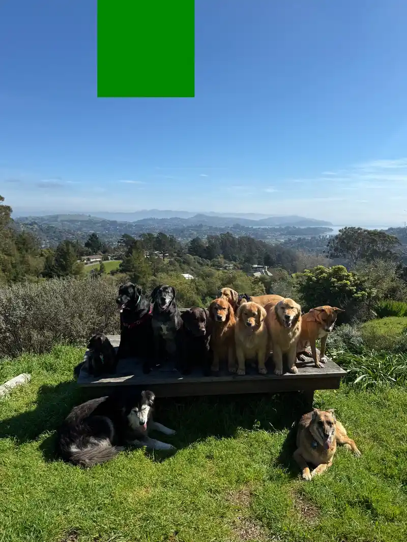 A pack of dogs posed together on a wooden platform overlooking the Marin hills and bay