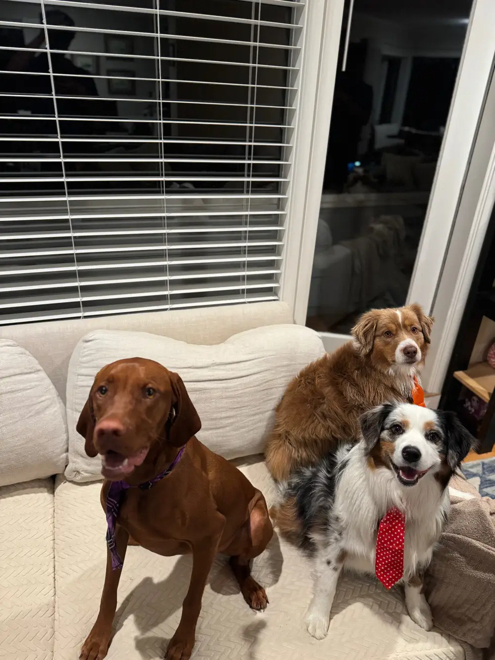 Three stylish dogs wearing colorful ties sitting nicely together on the couch