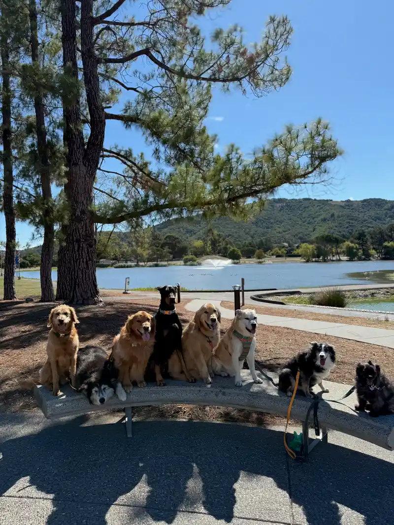 Dogs sitting patiently together on a curved bench beside a scenic Marin park lake with a fountain