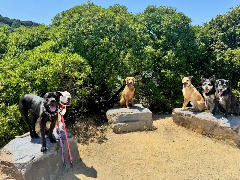 A group of happy dogs sitting on sunny trail boulders in front of lush green hillside shrubs