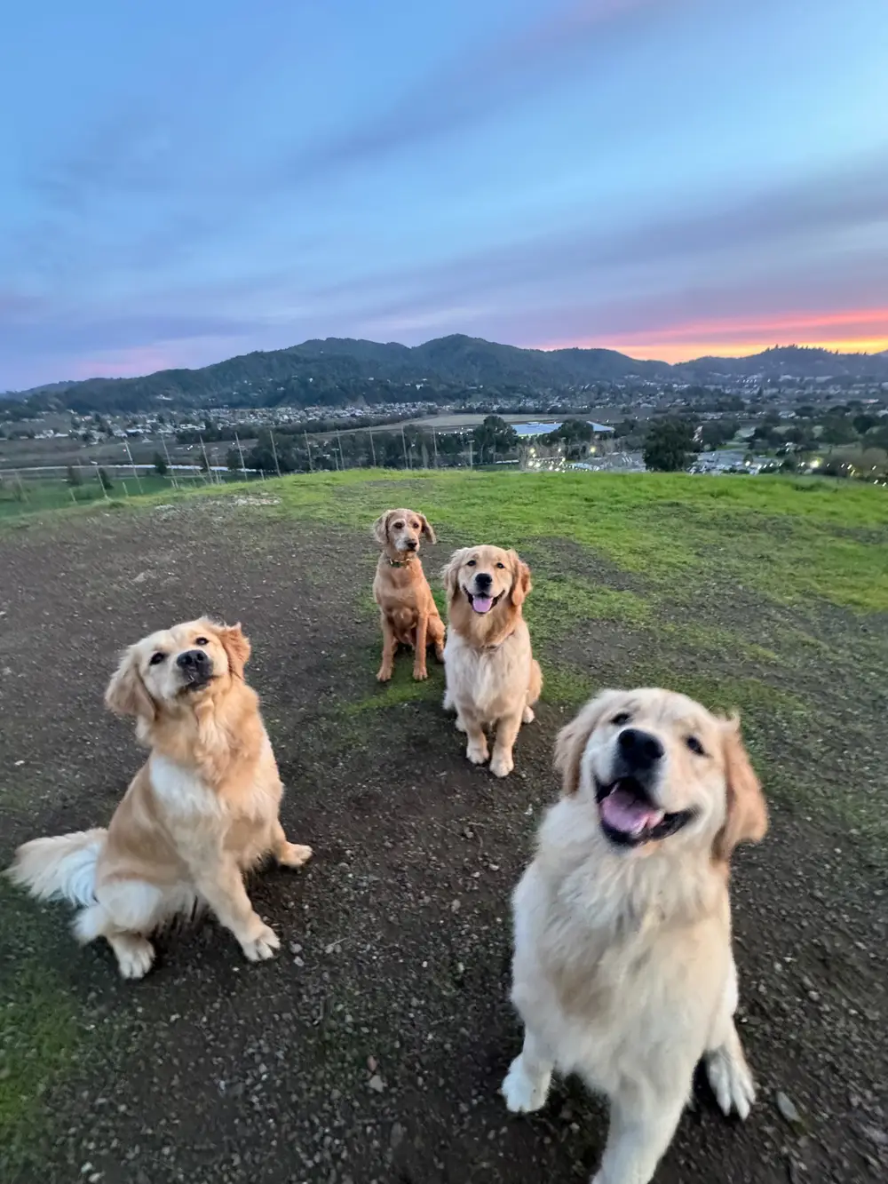 A Doberman and three smiling golden retrievers sitting attentively together indoors
