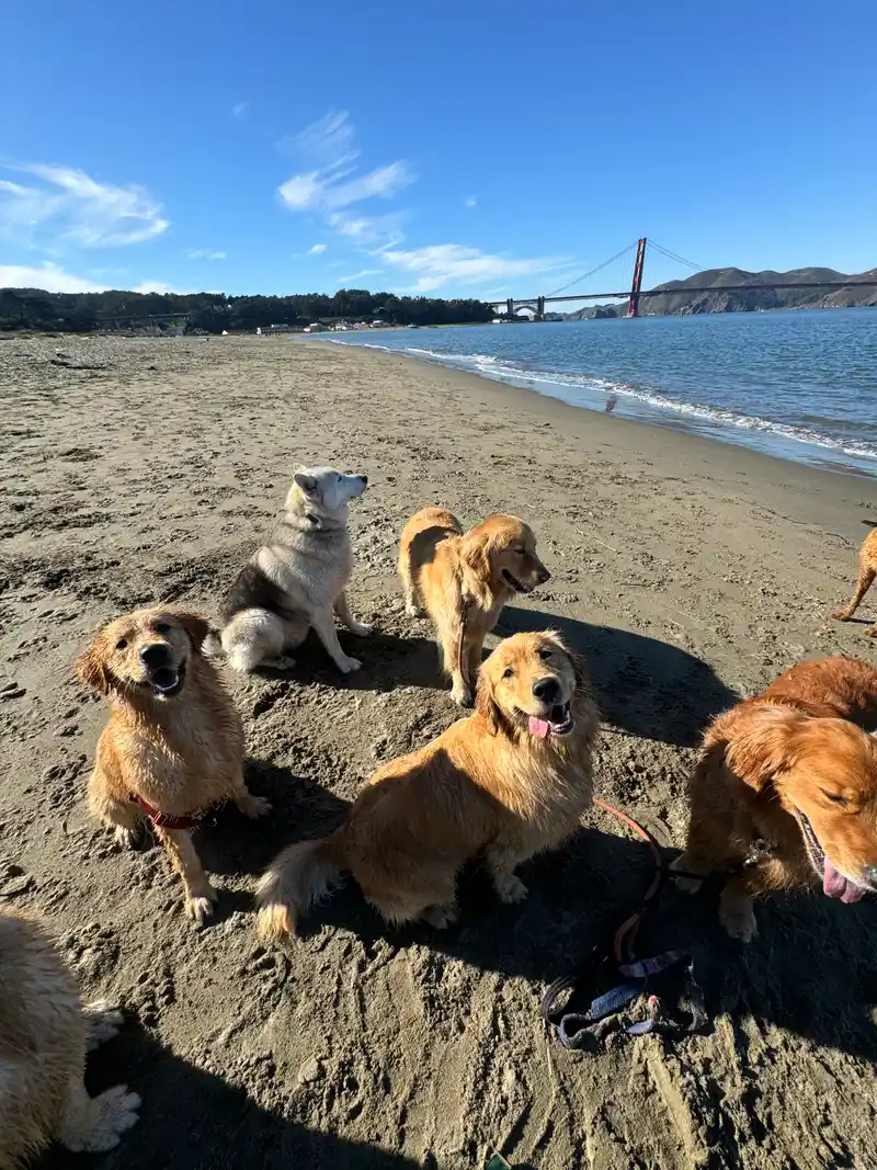 Golden retrievers and friends sitting happily on the beach with the Golden Gate Bridge in the background