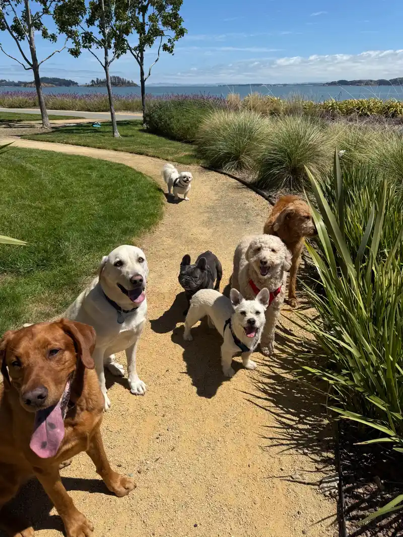 A happy dog enjoying a sunny day out on a walk with the pack in Marin County