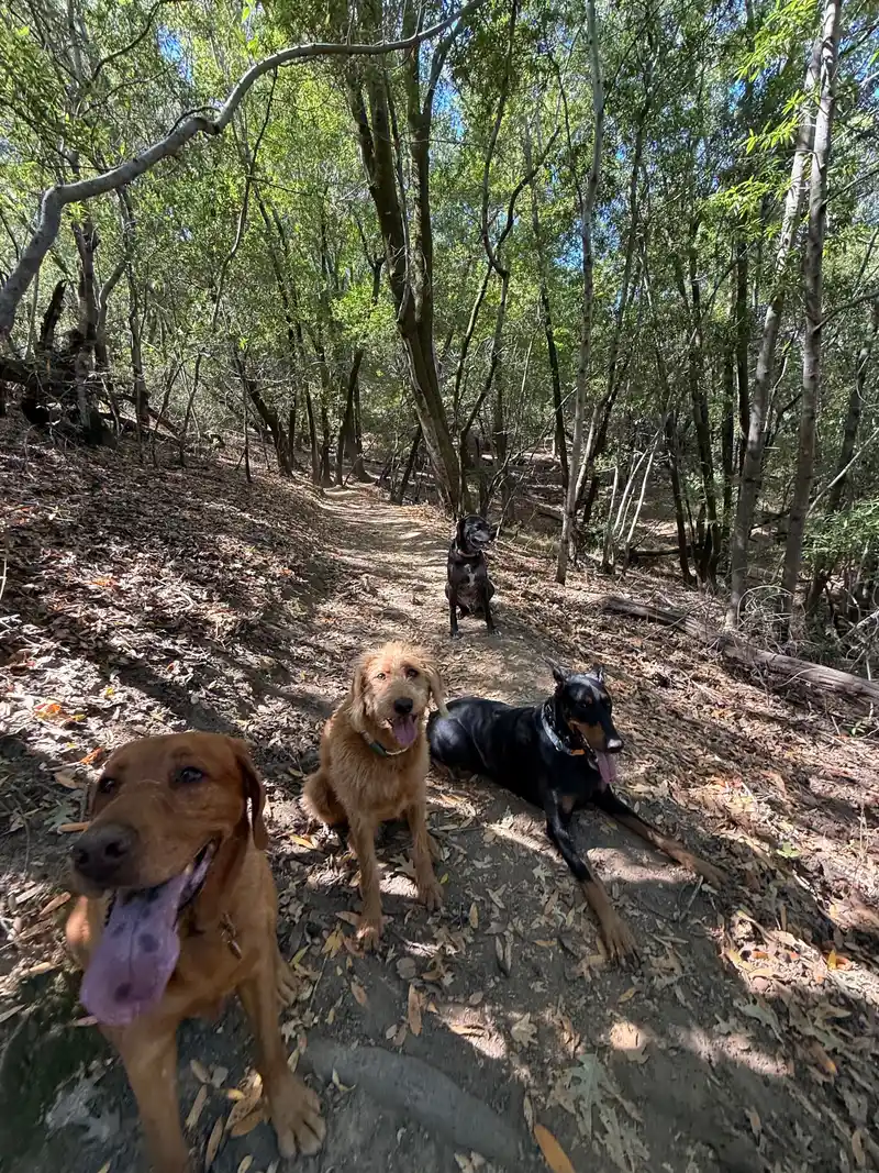 Happy dogs taking a shaded break along a forested hiking trail in Marin County