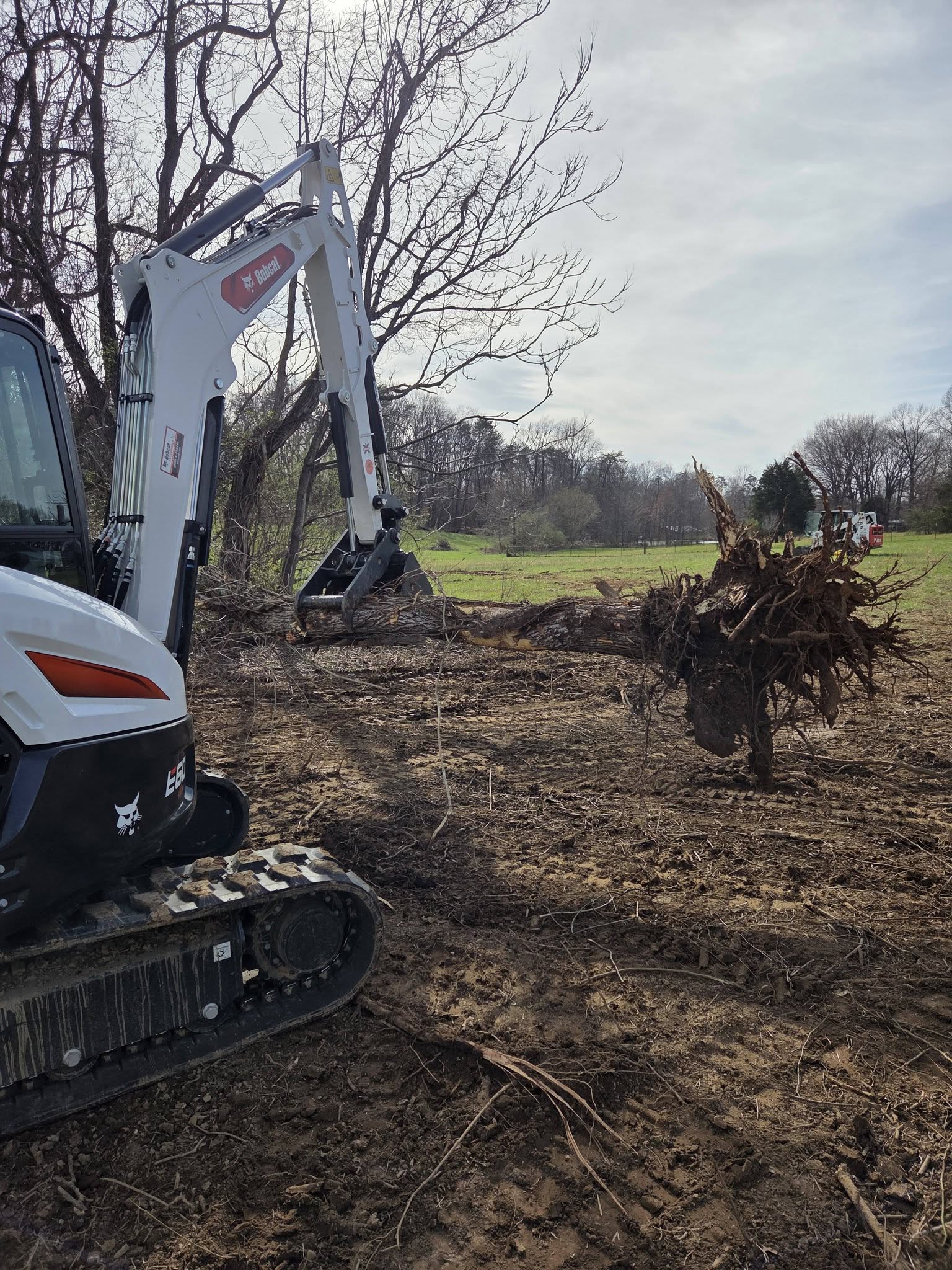 Tree Removal
