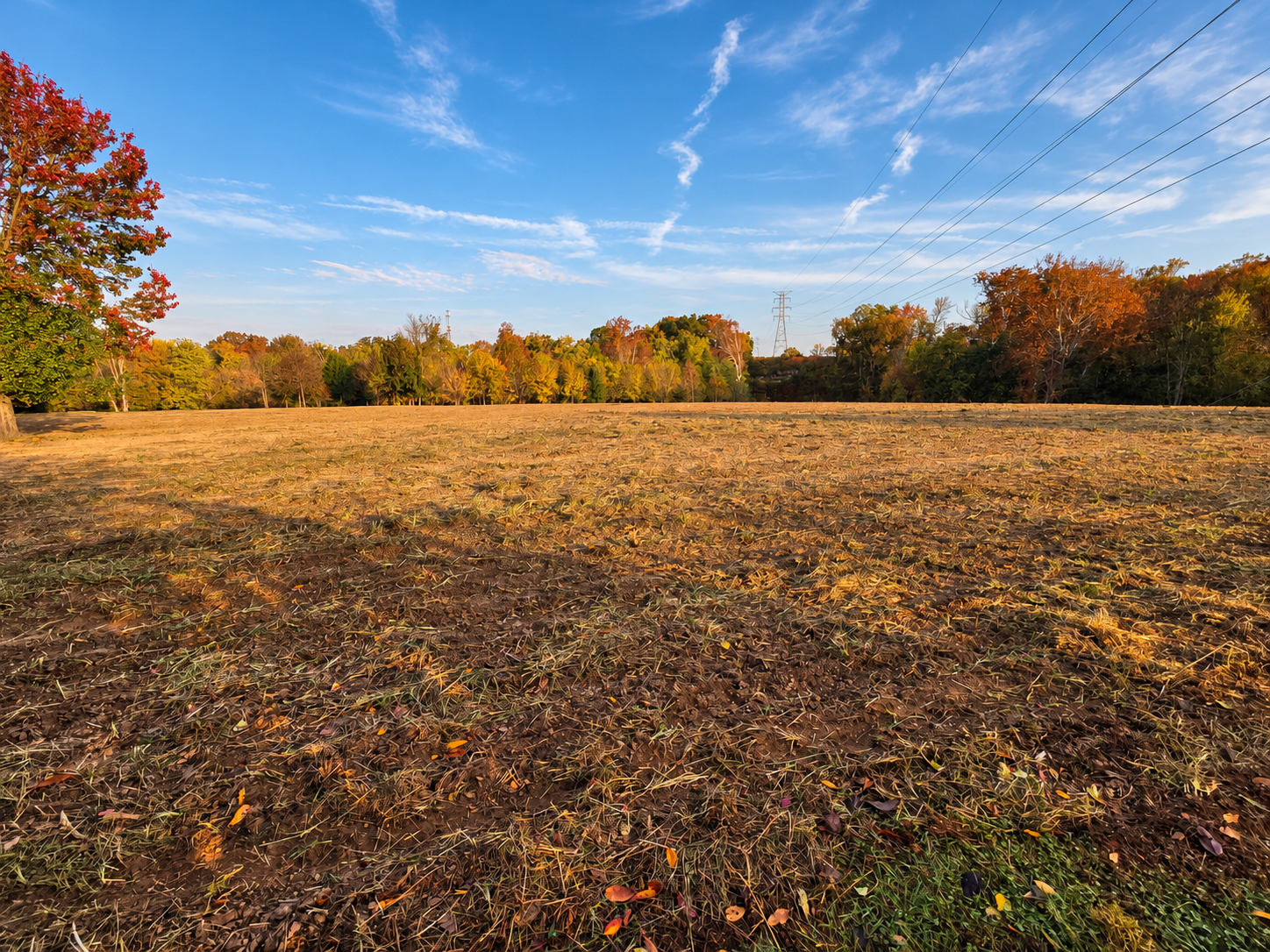 Land clearing and tree removal on a wooded lot