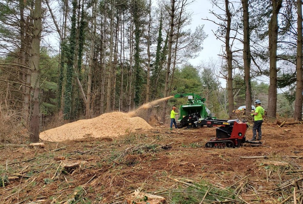 Lot Clearing Project
