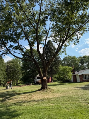 Safety Pruning & Trimming