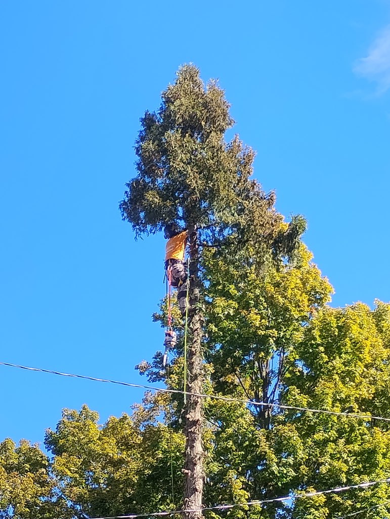 Thompson Tree Care crew work
