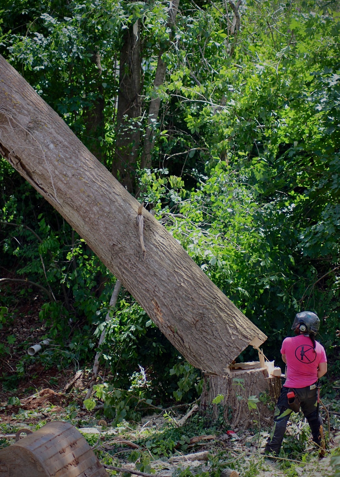 Certified arborist performing large tree removal service in Wolfville Annapolis Valley