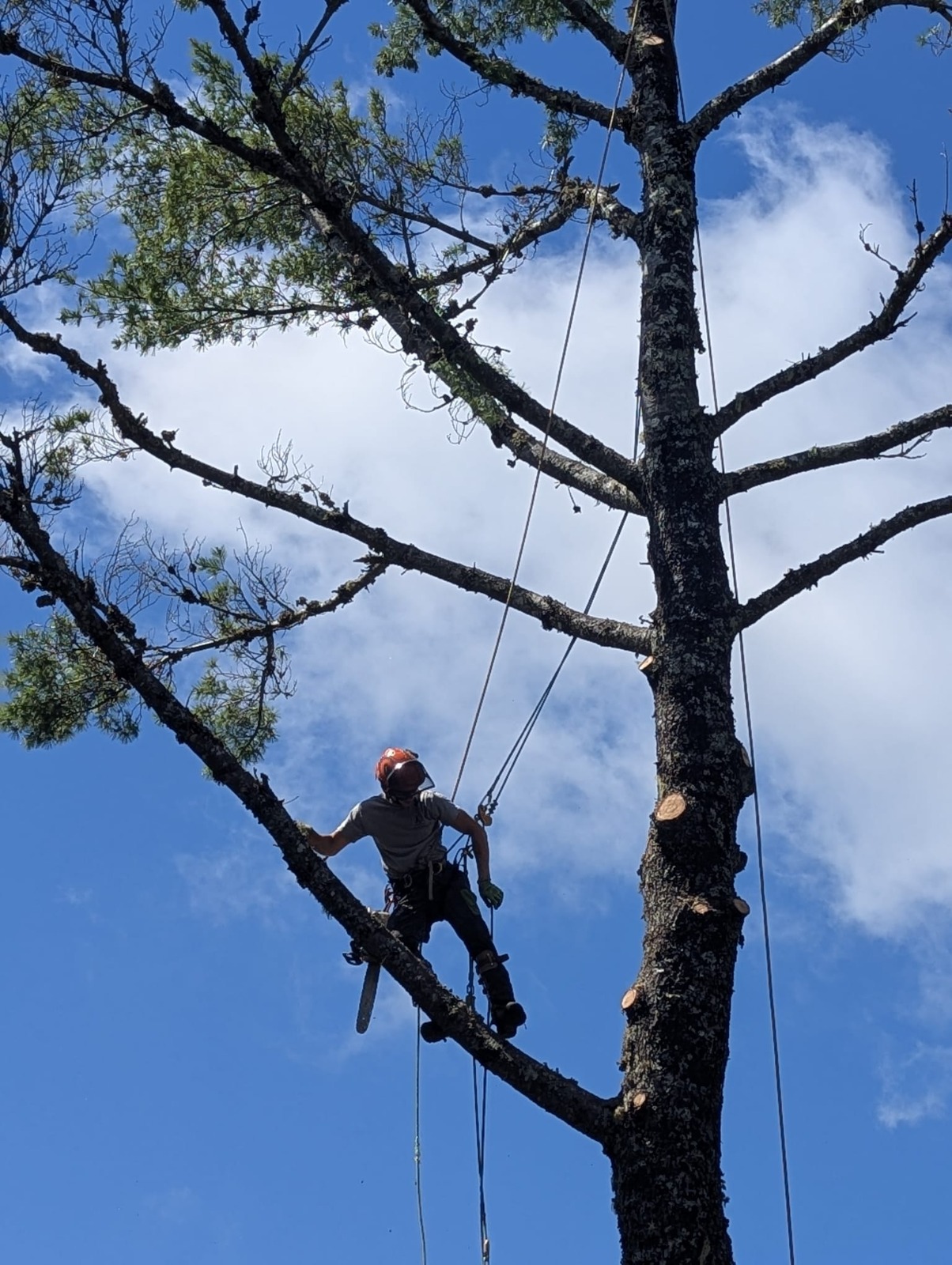 High branch rigging for tree removal in Kentville, Annapolis Valley