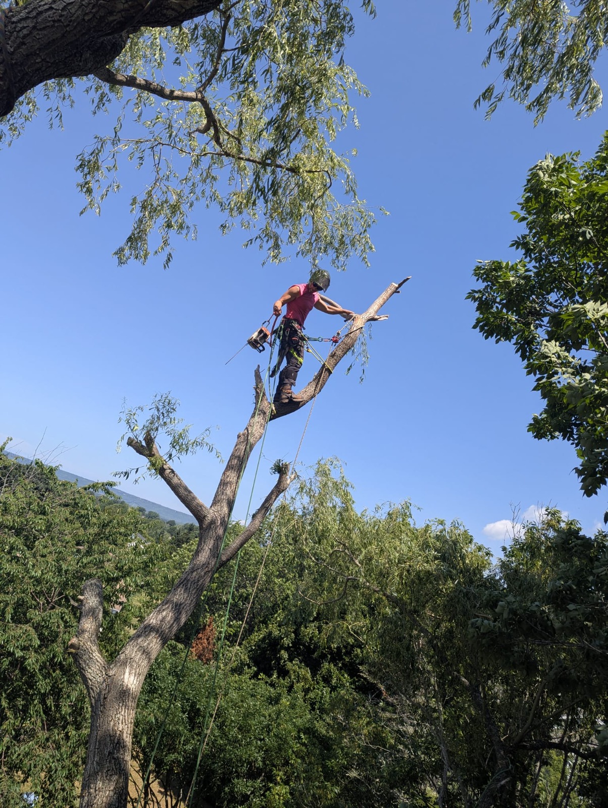 Arborist trimming tree canopy in Kings County, Annapolis Valley