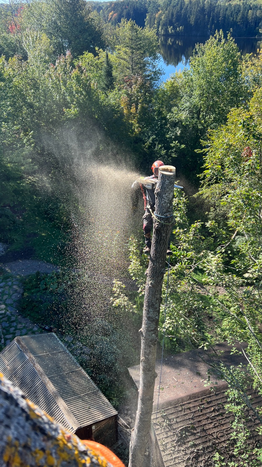 Safe tree removal near water in Annapolis Valley, Nova Scotia