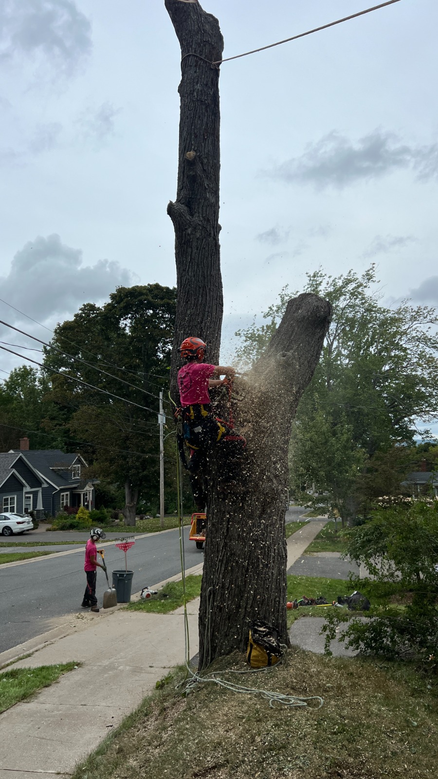 Knotty Tree Care arborist crew performing tree removal in Port Williams Annapolis Valley